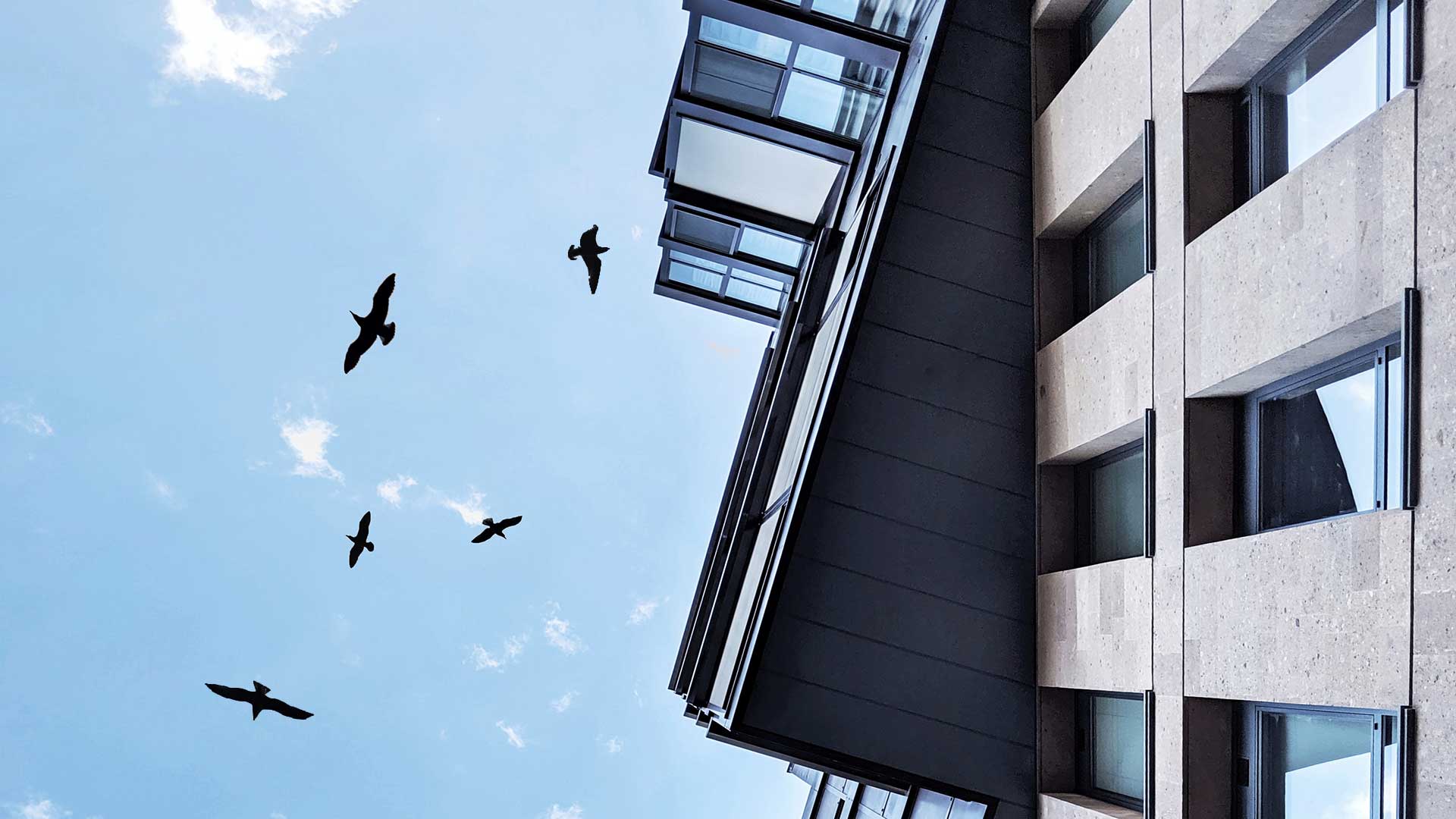 What You Should Know About Emerging Bird Deterrent Building Window Film Laws